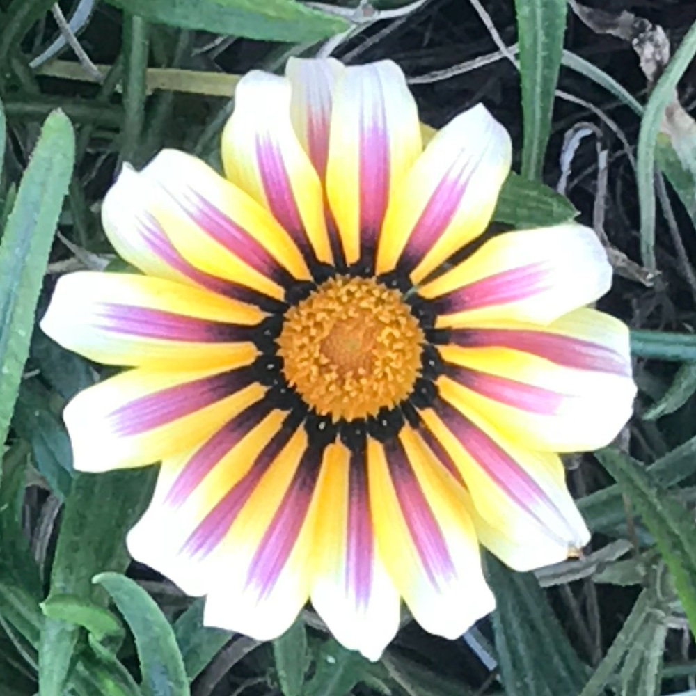 Meet your Posher, Bea